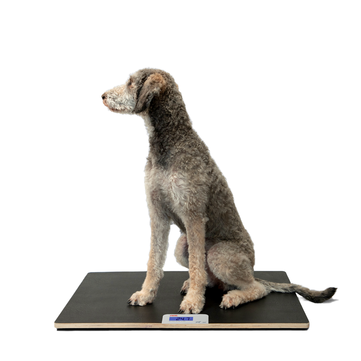 Elektronische Veterinärwaage MV304600